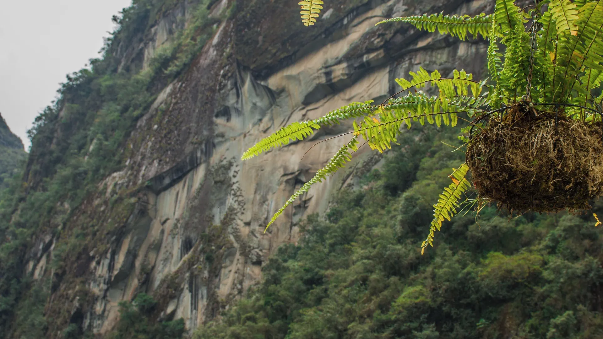 Amanecer niebla montaña